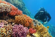 ManScubaDiverCheckingBeautifulColorfulHealthyCoralReefWith