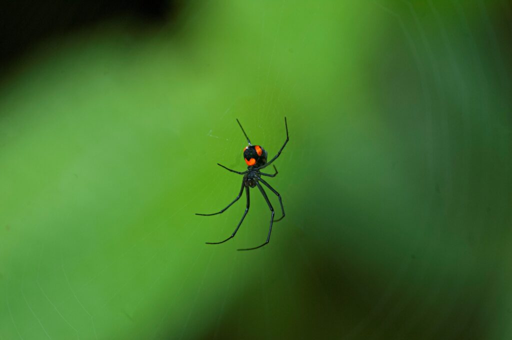 ABlackWidowSpidersAreAGenusThatHasA - ByznysDeník Černá vdova na Slovensku