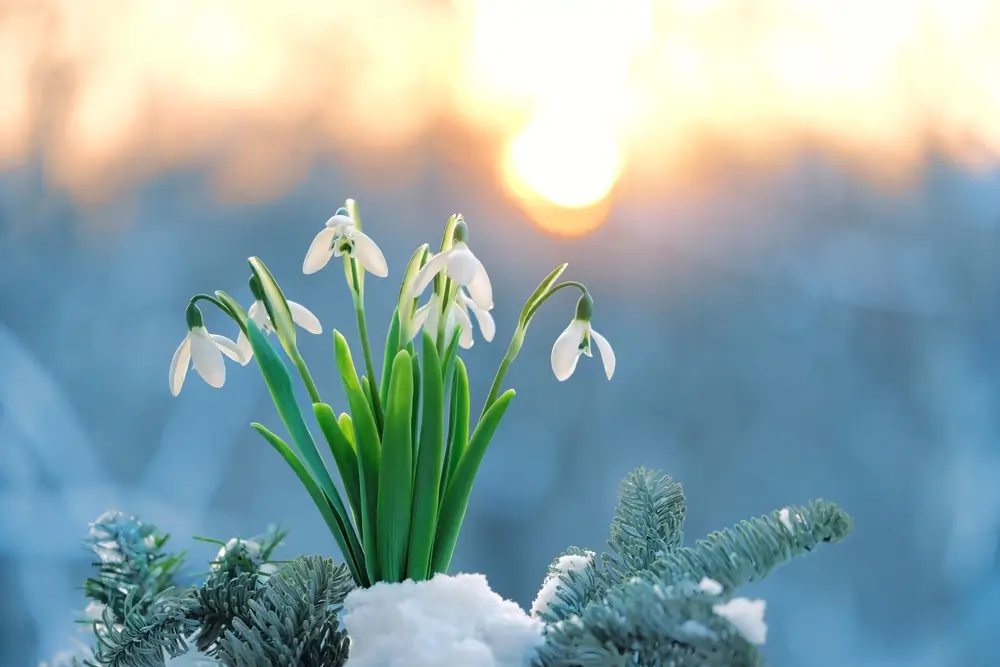 shutterstock_1917643793 - ByznysDeník sněženky