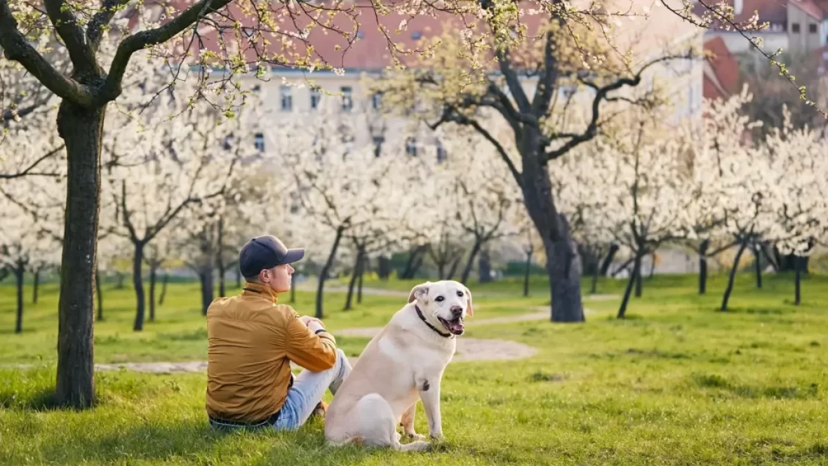 Muž se psem sedí v rozkvetlém sadu.