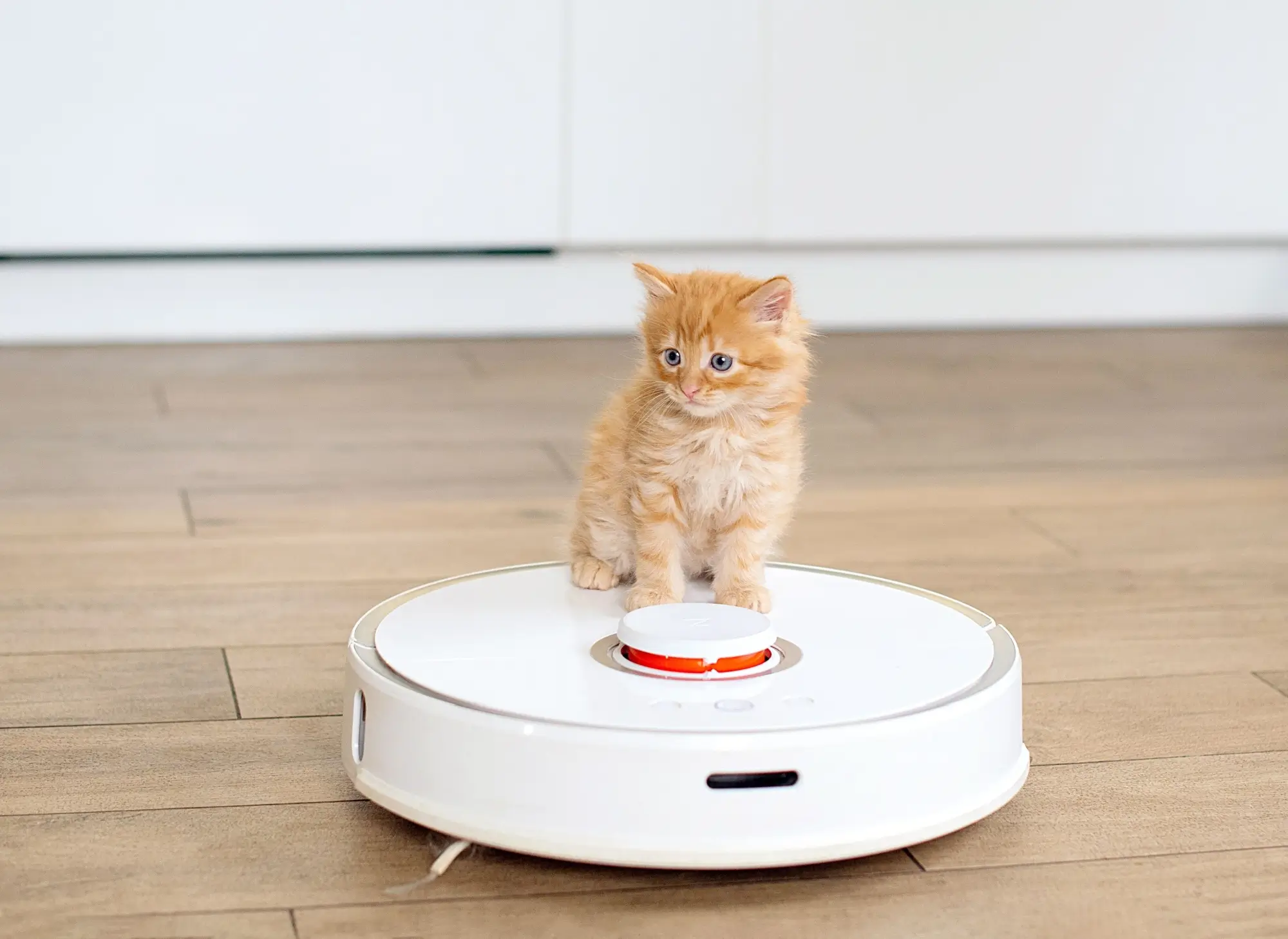 Shutterstock_2248661215 - ByznysDeník Robotický vysavač s kotětem