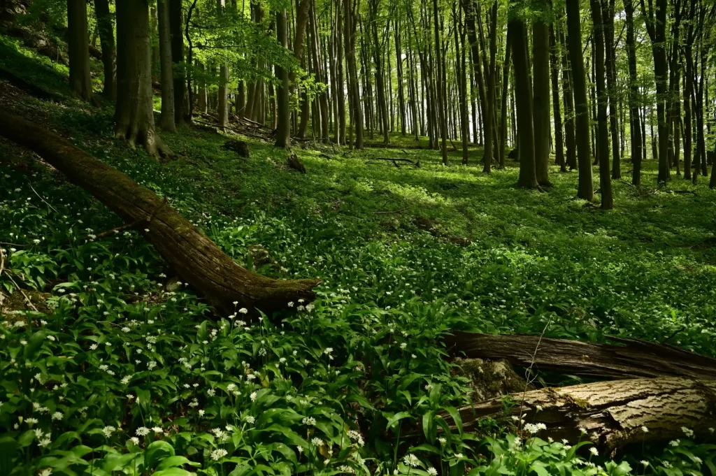 Jaká místa musíte v Česku navštívit, zdroj: Shutterstock - ByznysDeník lužní lesy
