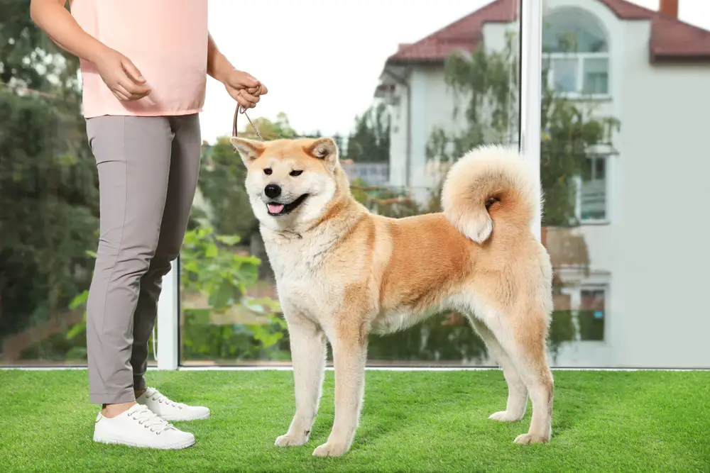 shutterstock_1533357197 - ByznysDeník Akita Inu s páníčkem.