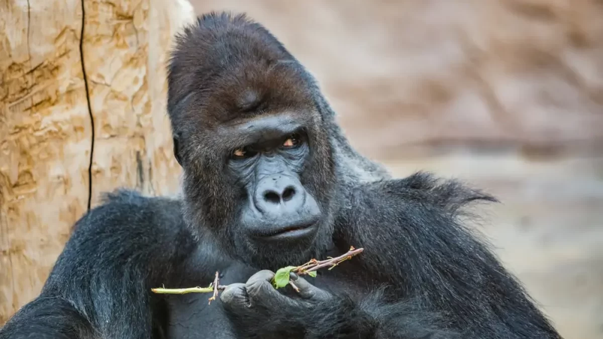 Gorilí výběh najdete v Zoo Praha. Zdroj: Shutterstock