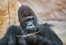 Gorilí výběh najdete v Zoo Praha. Zdroj: Shutterstock