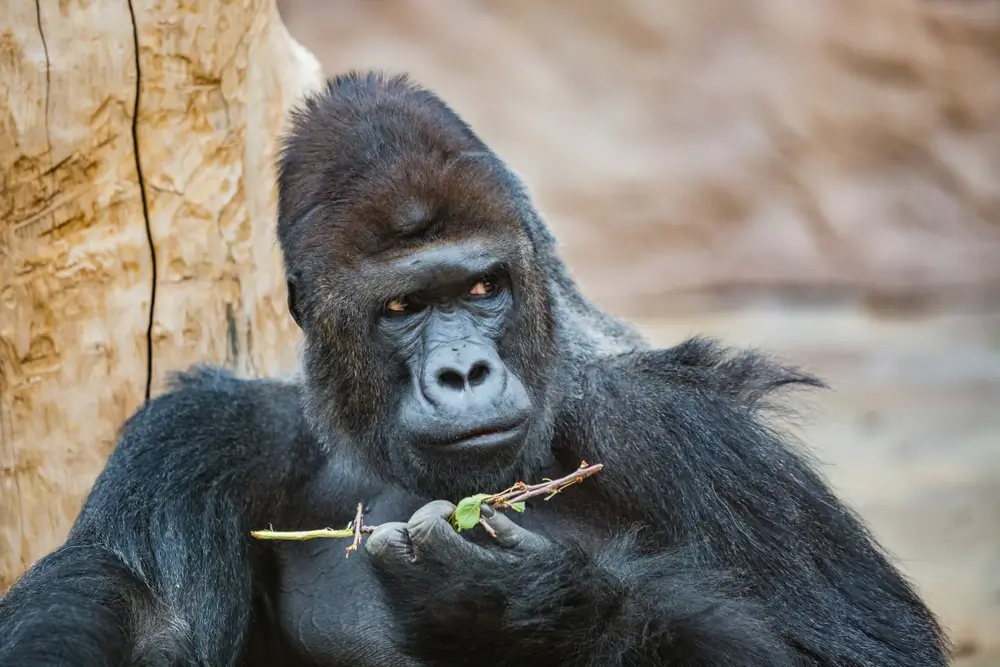 Gorilí výběh najdete v Zoo Praha. Zdroj: Shutterstock