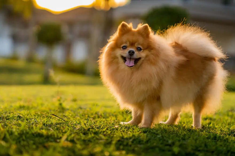 shutterstock_2023514819 - ByznysDeník Pomerian.