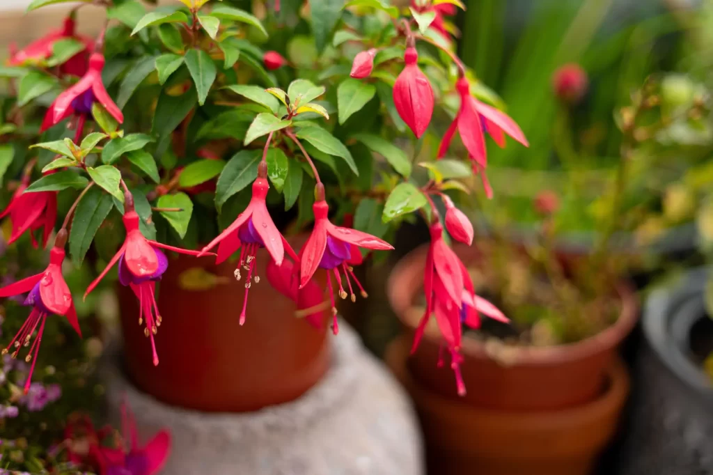 Shutterstock_2350414233 - ByznysDeník Fuchsie v nádobě