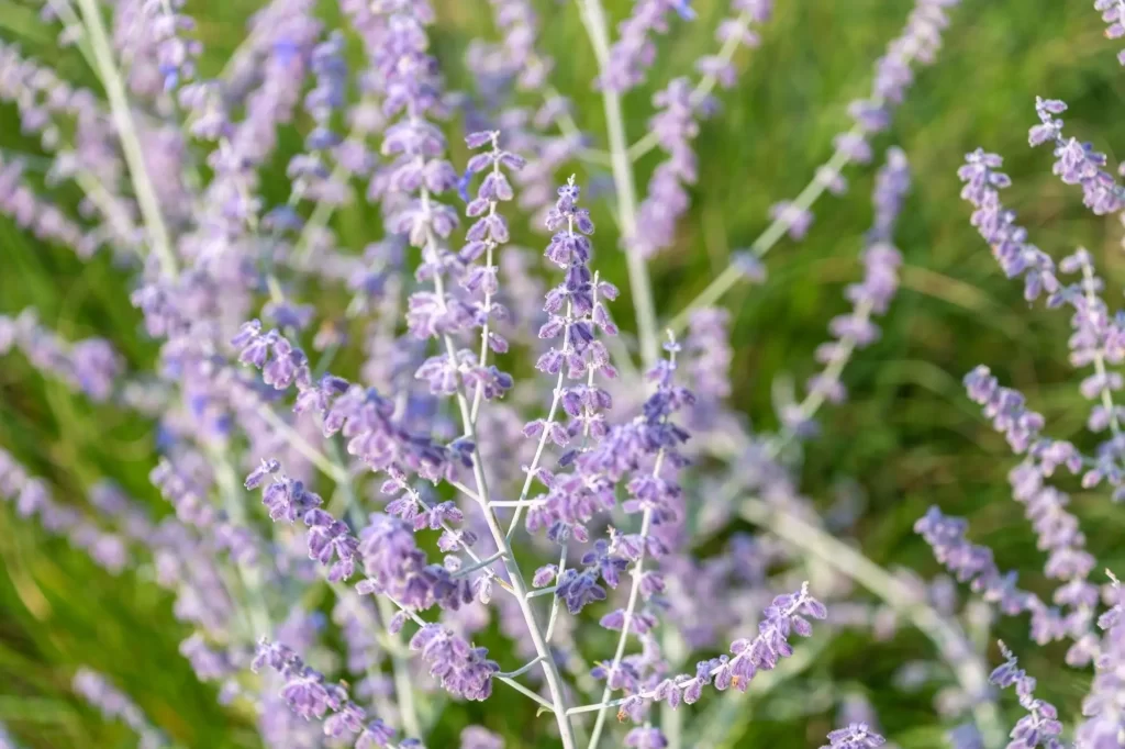 Shutterstock_2508025419 - ByznysDeník Šalvěj