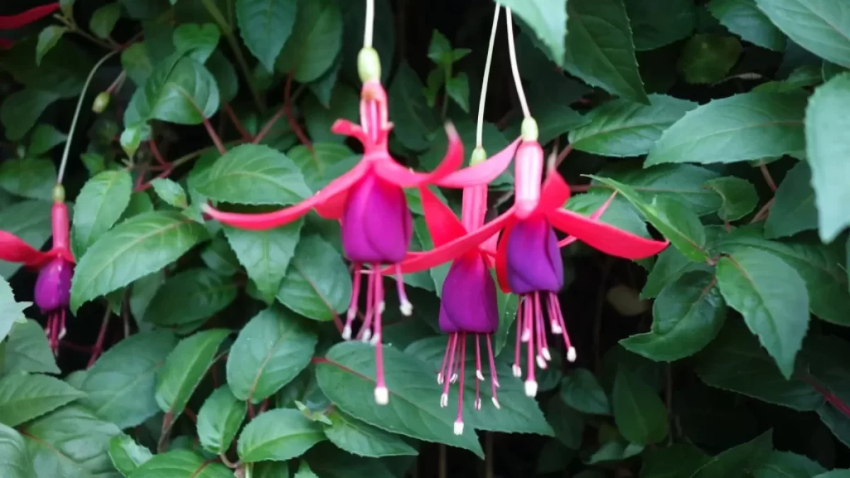 Fuchsie