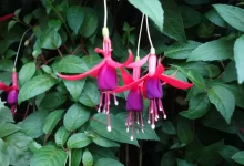 Fuchsie