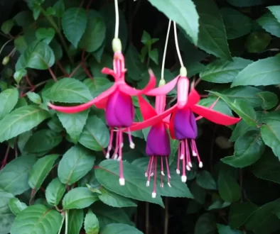 Fuchsie