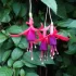 Fuchsie