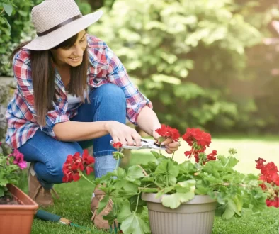 Žena pečující o pelargonie.