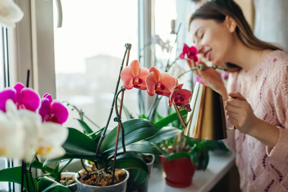 shutterstock_1904970118 - ByznysDeník Žena čichá k orchidejím u okna.