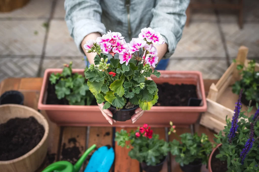 Někdy potřebuje rostlina pouze přesadit. Zdroj: Shutterstock - ByznysDeník Žena přesazující pelargonie.