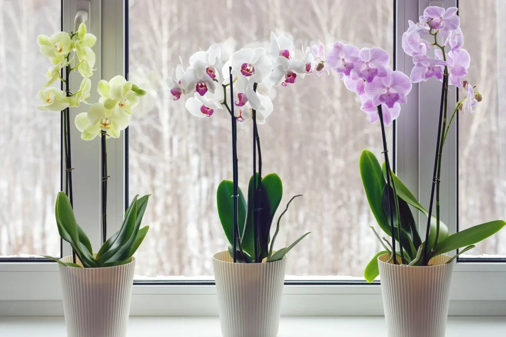 shutterstock_1929506252 - ByznysDeník pěstování orchidejí