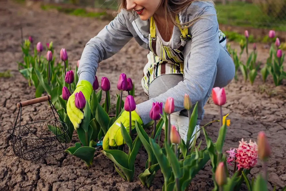 shutterstock_2097643021 - ByznysDeník Péče o tulipány.
