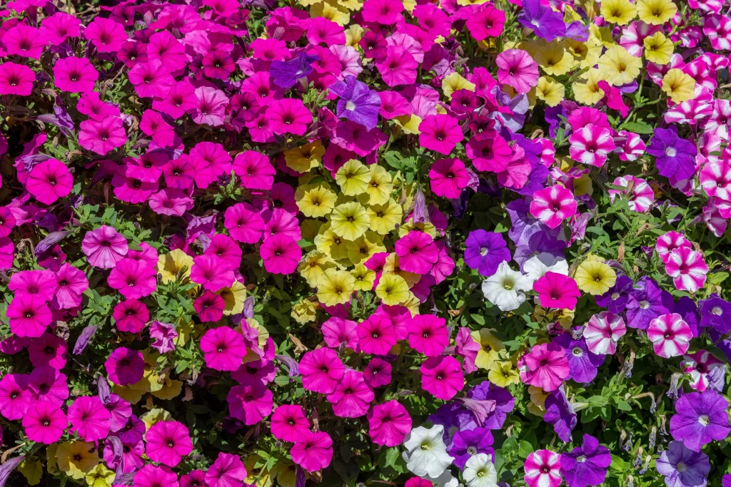 shutterstock_2179209761_optimized - ByznysDeník kvetoucí petúnie