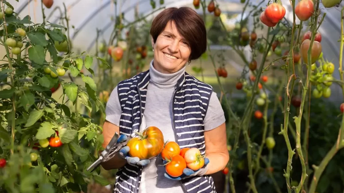 Žena ve skleníku plném rajčat.