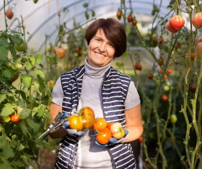 Žena ve skleníku plném rajčat.