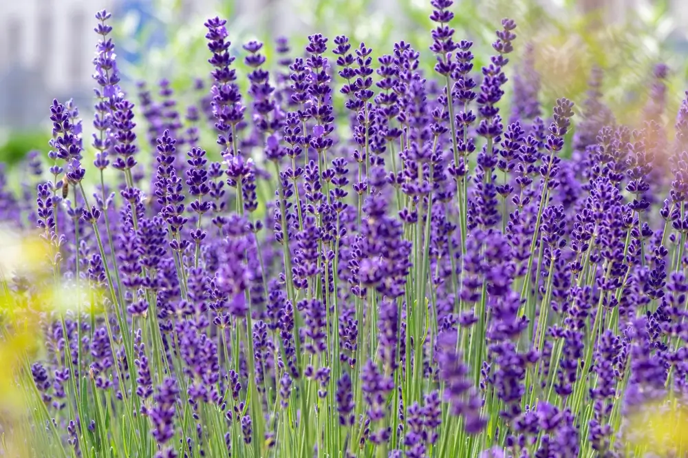 shutterstock_2314197063 - ByznysDeník Levandule.