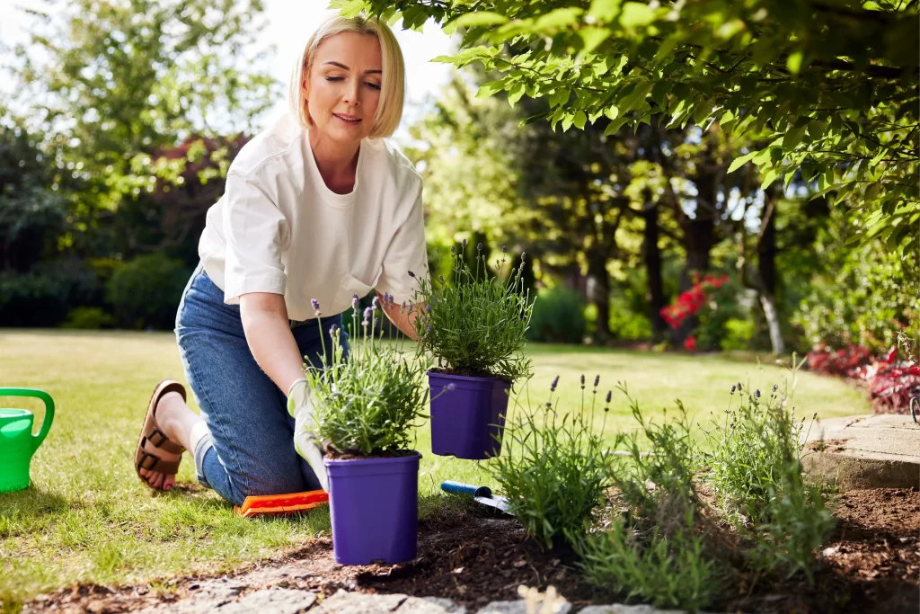Levandule není jen okrasnou bylinkou. Zdroj: Shutterstock - ByznysDeník Žena na zahradě se dvěma květináči levandule.