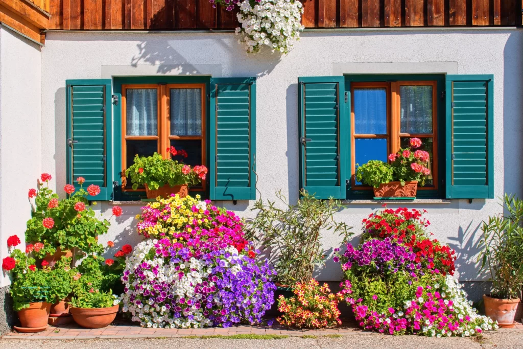 Pelargonie jsou typickou rostlinou pro ozdobu zahrad i oken domů. Zdroj: Shutterstock1 - ByznysDeník Okna s květinami pelargonií.