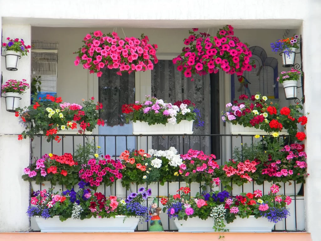 Pelargonie jsou již desítky let květinou číslo jedna. Zdroj: Shutterstock - ByznysDeník Rozkvetlé pelargonie na balkonu.