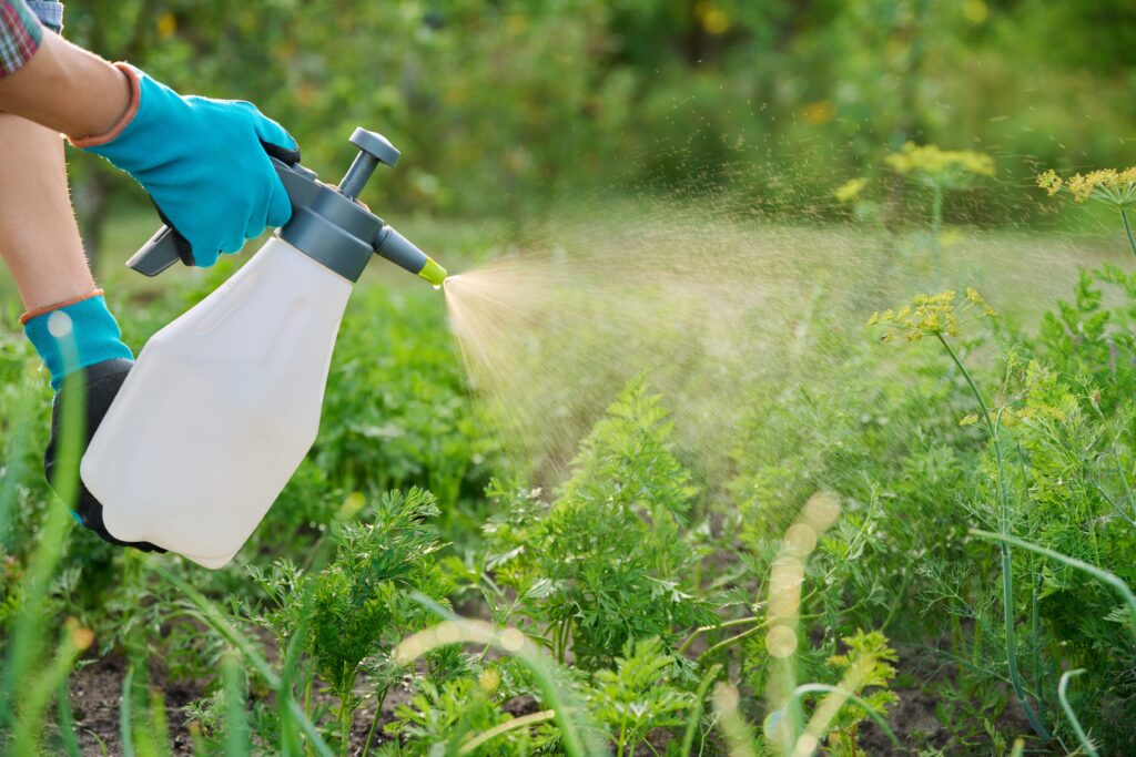 Pomoct může přírodní postřik. Zdroj: Shutterstock - ByznysDeník Ruka stříkající úrodu na zahradě.