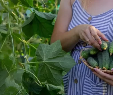 Žena sbírá okurky.