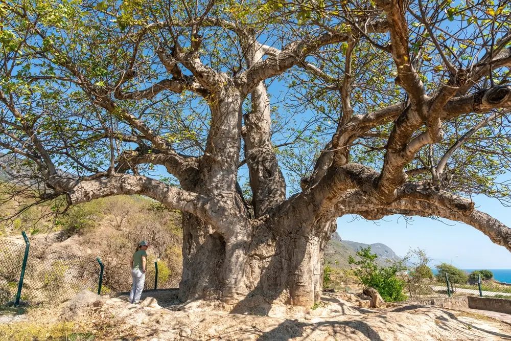 shutterstock_2612900283 - ByznysDeník Žena u baobabu.
