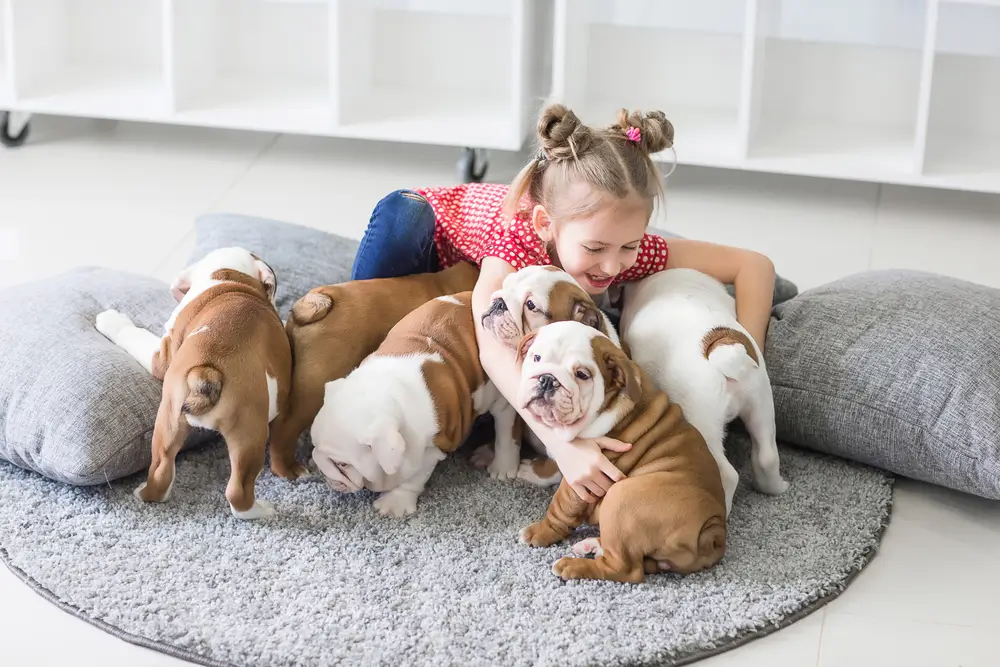 shutterstock_598339262 - ByznysDeník Dítě si hraje se štěňaty anglického buldoga.