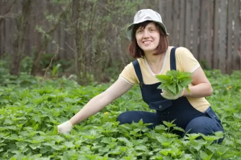 Žena sbírající kopřivy.