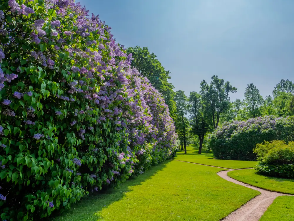 shutterstock_1416331361 - ByznysDeník Keř letní šeřík.