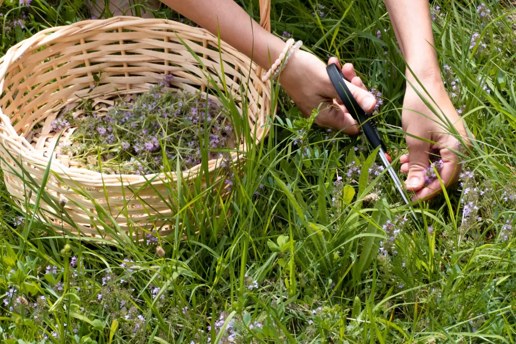 Čerstvý i sušený se používá také v kuchyni a léčitelství. Zdroj: Shutterstock - ByznysDeník Ruce stříhající tymián do košíku.
