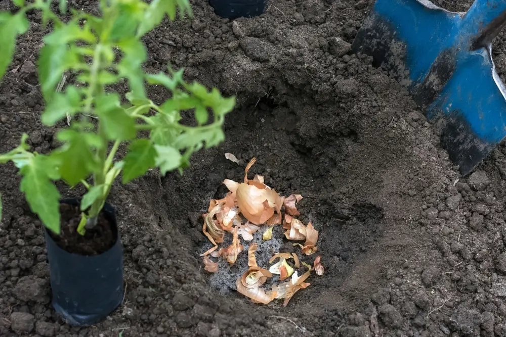 shutterstock_2250856971 - ByznysDeník Cibulové slupky v půdě.