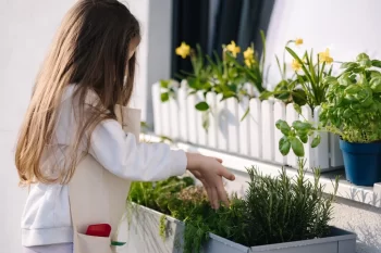 Dívka starající se o truhlík s tymiánem.