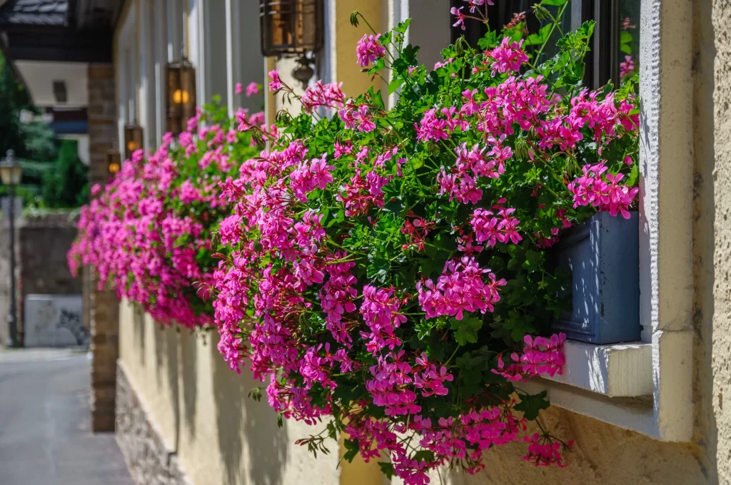 shutterstock_319785440_optimized - ByznysDeník kvetoucí muškáty