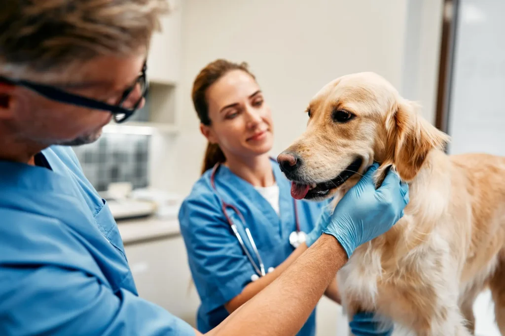 - ByznysDeník Veterináři vyšetřují zlatého retrívra na klinice