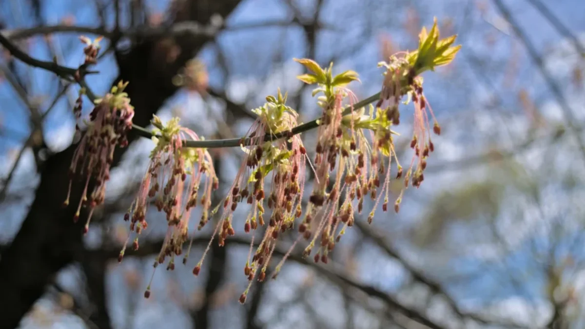 Javor jasanolistý může být kromě ozdoby také problémem.