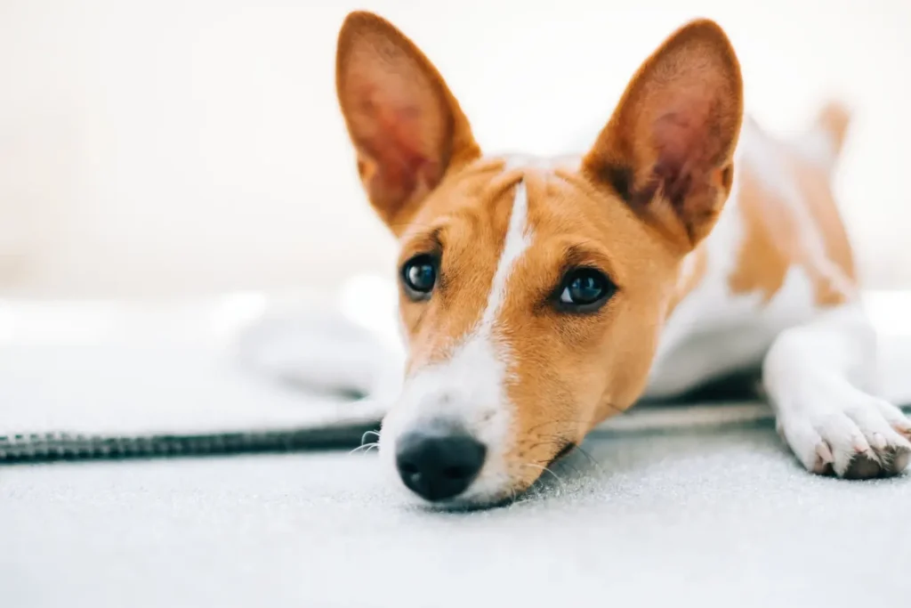 Detail basenji ležícího na podlaze