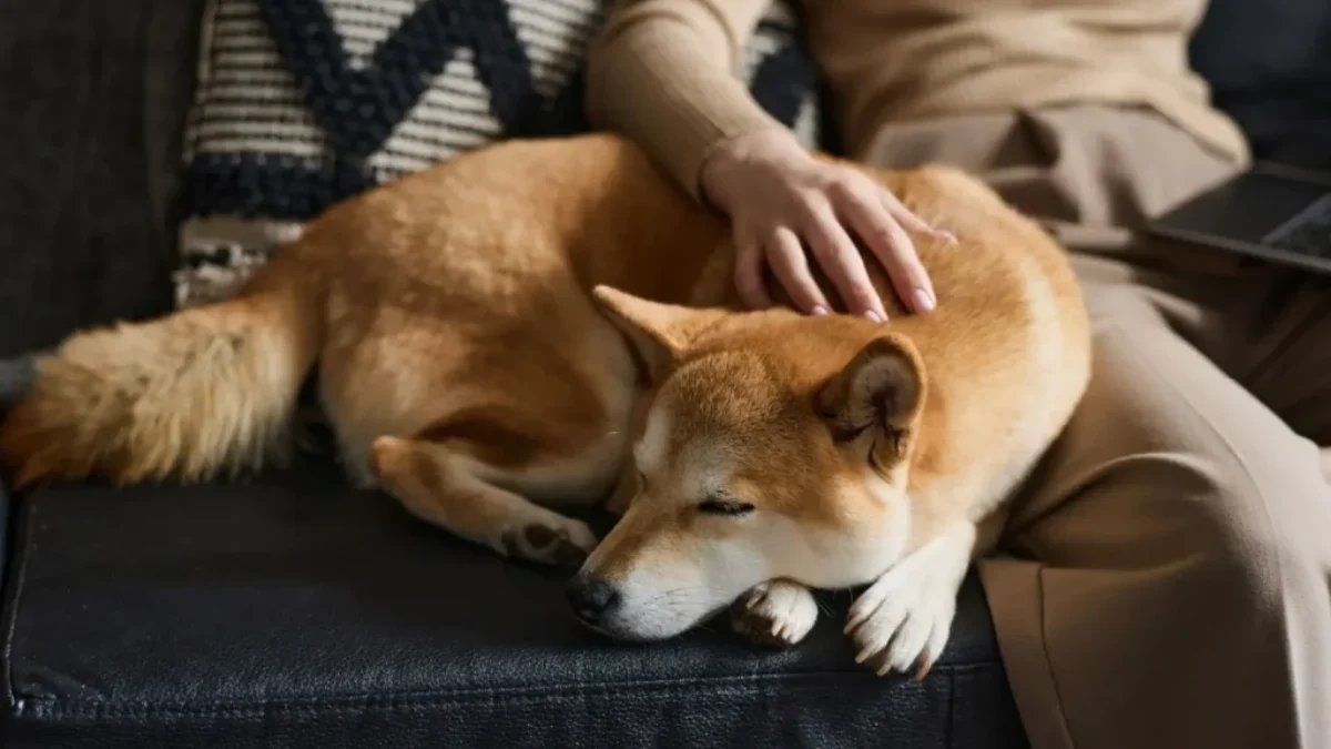 Shiba inu odpočívající na pohovce vedle svého majitele