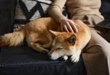 Shiba inu odpočívající na pohovce vedle svého majitele