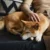 Shiba inu odpočívající na pohovce vedle svého majitele