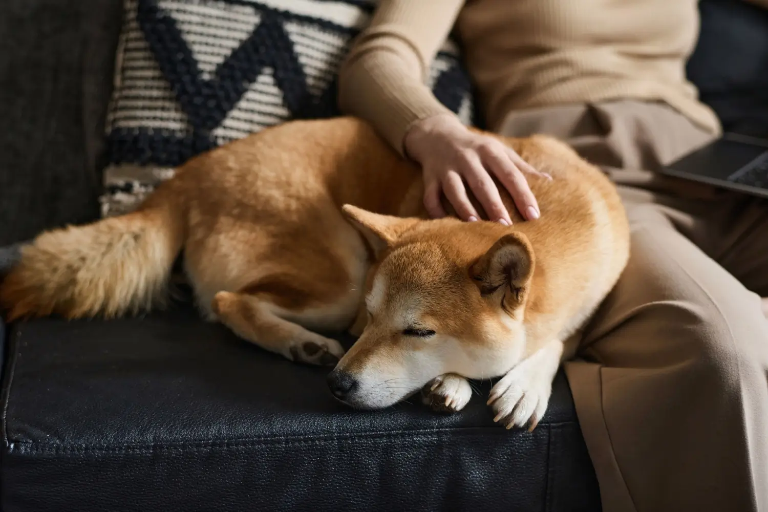 Shiba inu odpočívající na pohovce vedle svého majitele