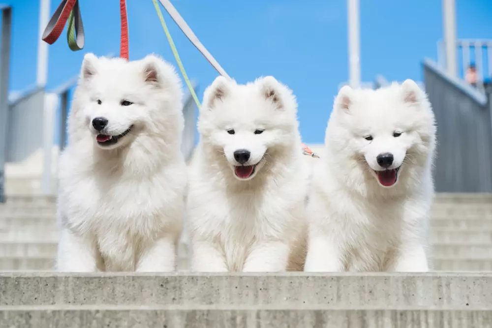 - ByznysDeník Samojed