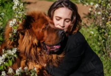 Žena s tibetským mastifem