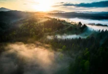 Pohled na zamlžený les