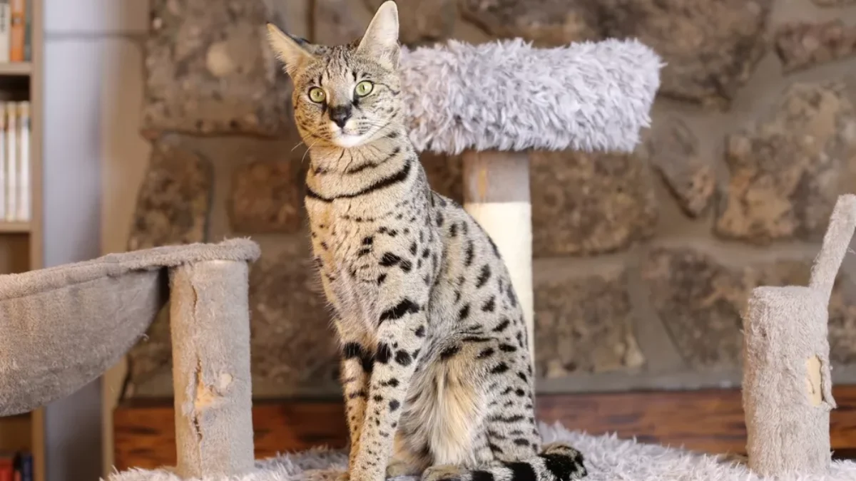 Tento domácí mazlíček má kořeny v divočině Savanová kočka v bytě